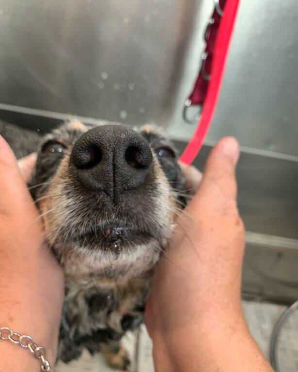 Luxe Lodge Pet Spa and Resort