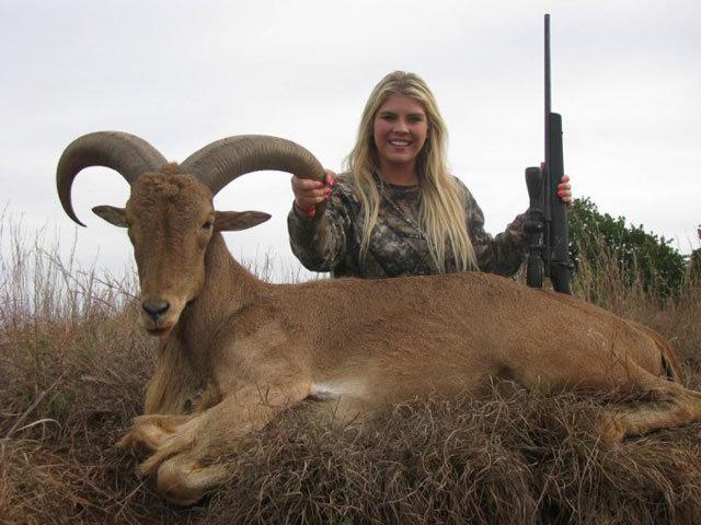 Hog Wild Preserve Hog Hunting