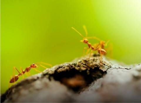 Insight Pest Solutions