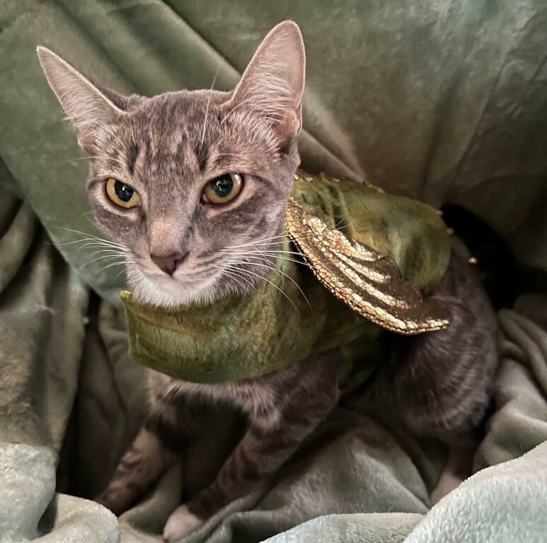 Savannah Lea-State Farm Insurance Agent