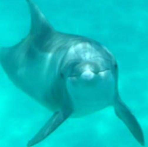 Destin Dolphin Cruise