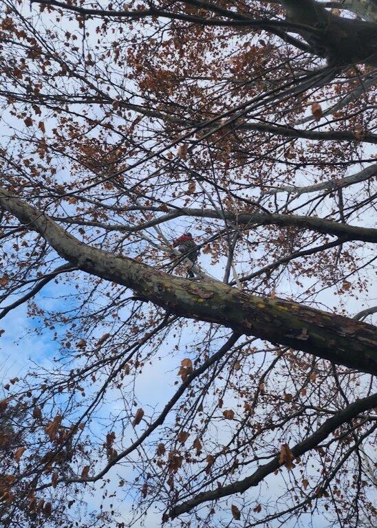 Priceless Tree Care LLC