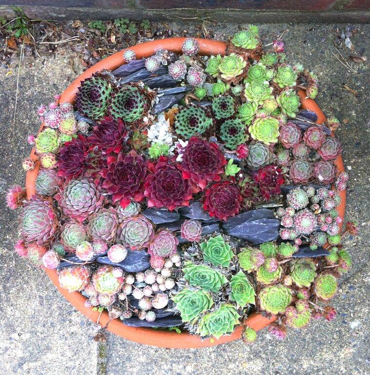 Liberty Silver Gardens