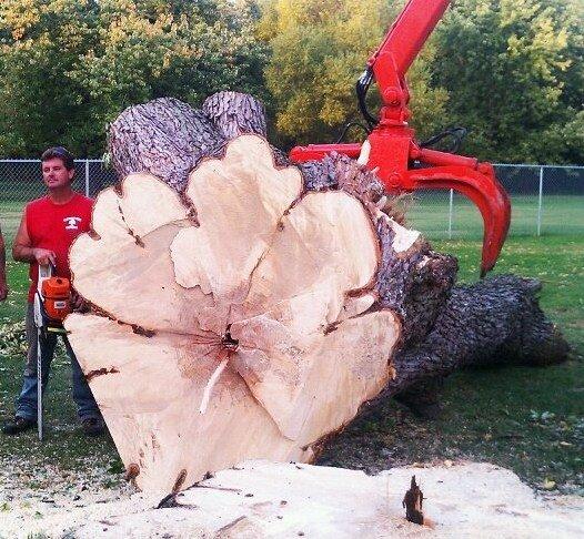 A1 Clemonstree Experts & Land Clearing