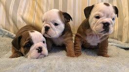 Old Red English Bulldogs Kennel