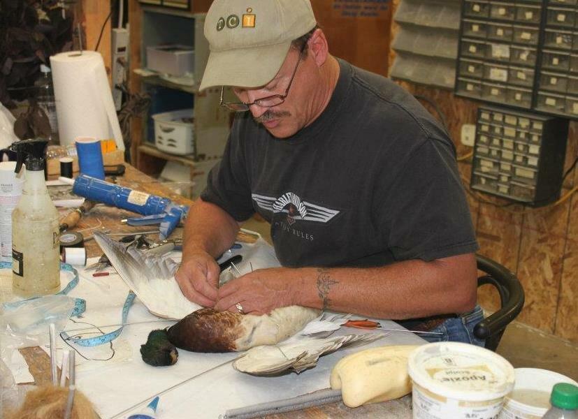 Dave's School Of Taxidermy