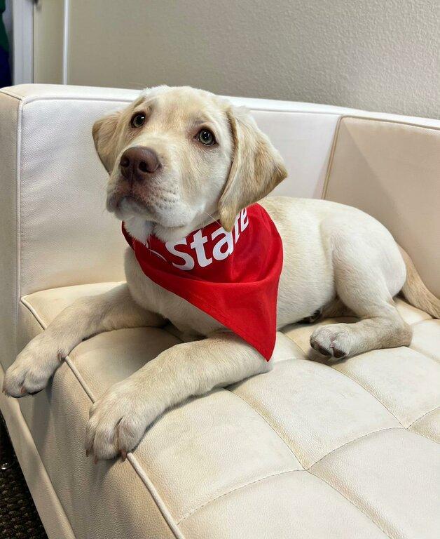 Carlos Vasquez-State Farm Insurance Agent