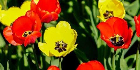 Montana Gardens Inc