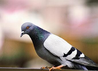 AZ Pigeon Control & Removal