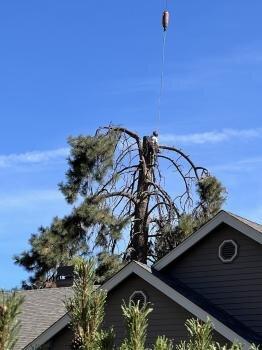 Prevish Tree Service