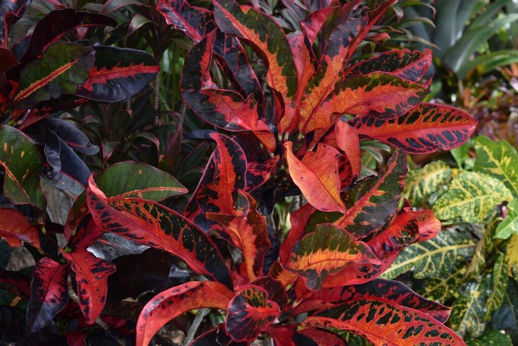 Peters Croton Nursery
