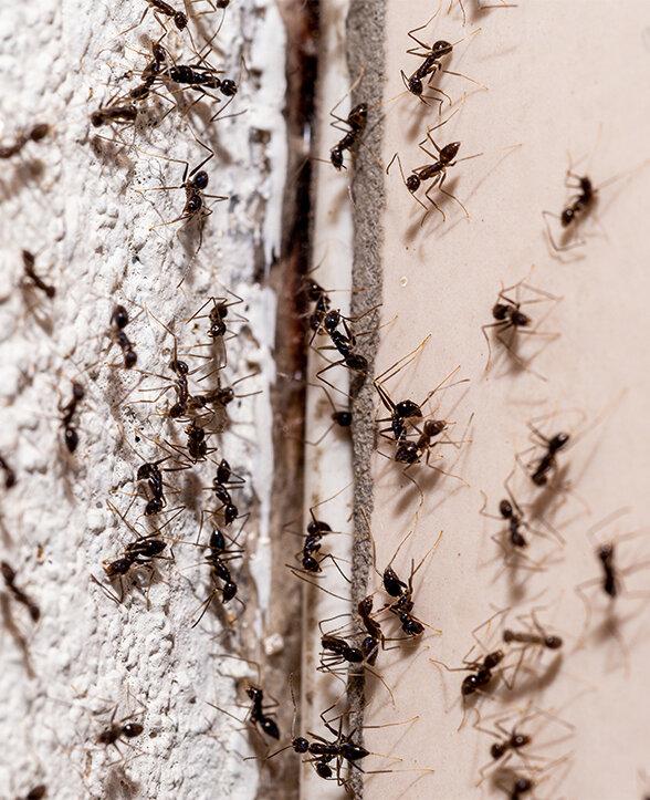 Blue Duck Pest Control