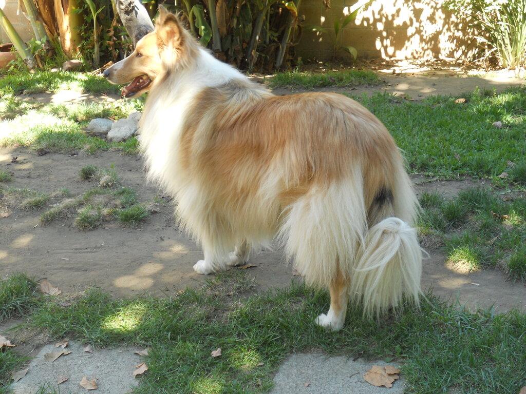 It's A Dog's World K-9 Academy, Inc