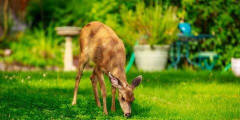 Security Fence, Inc.