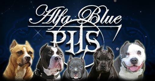 Alfa Blue Pits