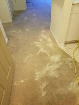 Carpet Cleaning Lehigh Valley