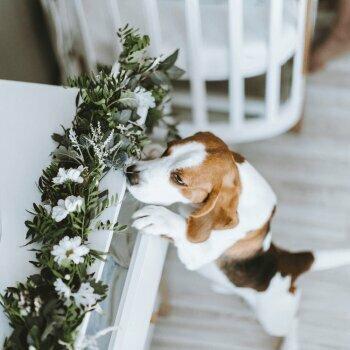 First Response Bedbug Dogs, LLC