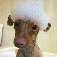 Woof Gang Grooming Candler