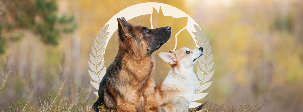 Dog Training Elite Frisco