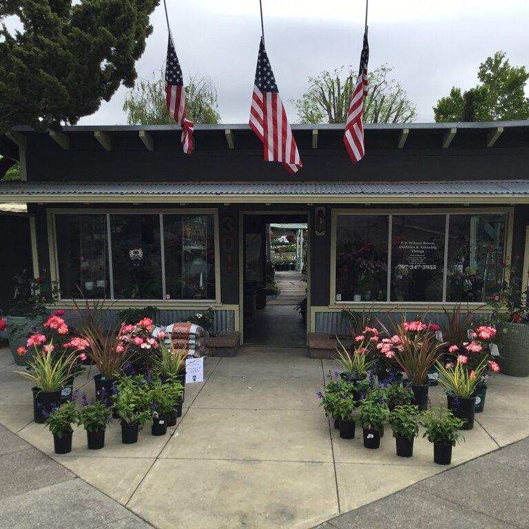 E D Wilson Roses, Oddities & Amazing Things