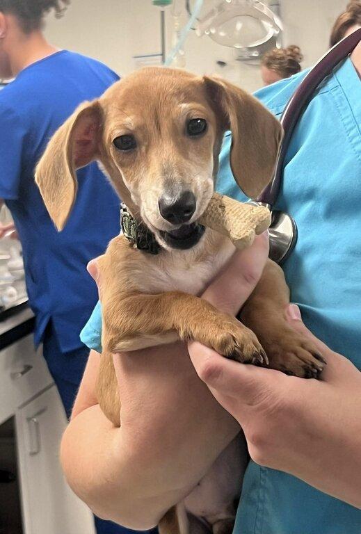 Lavale Veterinary Hospital