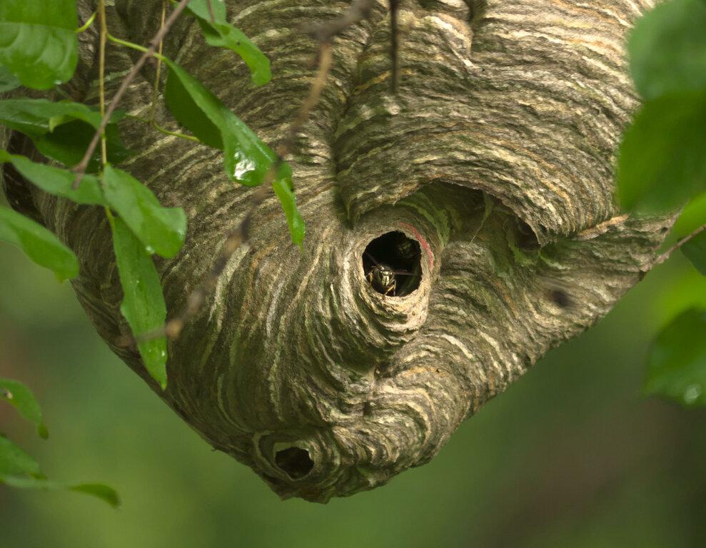 Amherst Exterminators