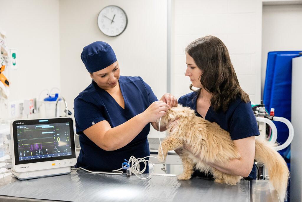 Hospital For Veterinary Surgery-Connecticut