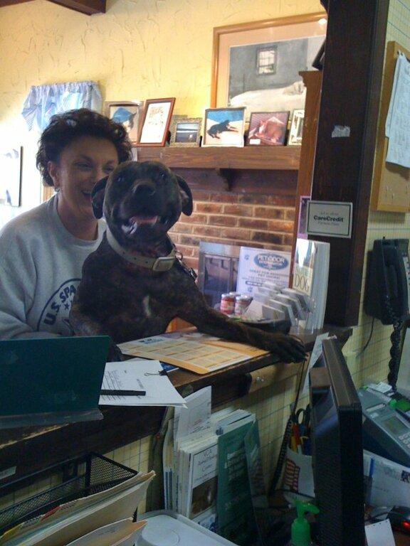 VCA Animal Healing Center