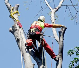 The Michigan Property Network