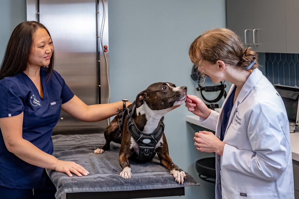 Veterinary Eye Center-Massachusetts
