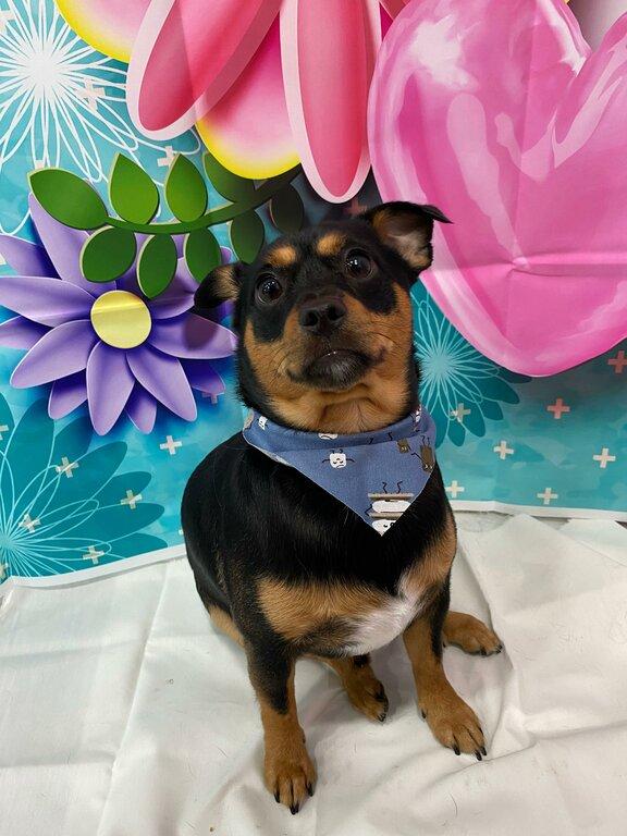 Good Fluffin' Grooming