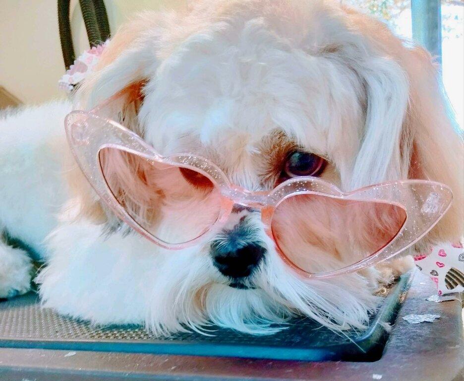 Wash Groom Go: Mobile Dog Grooming Missouri City & Pearland TX