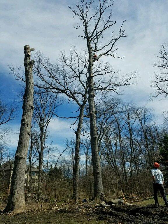 Sidonian Tree Service