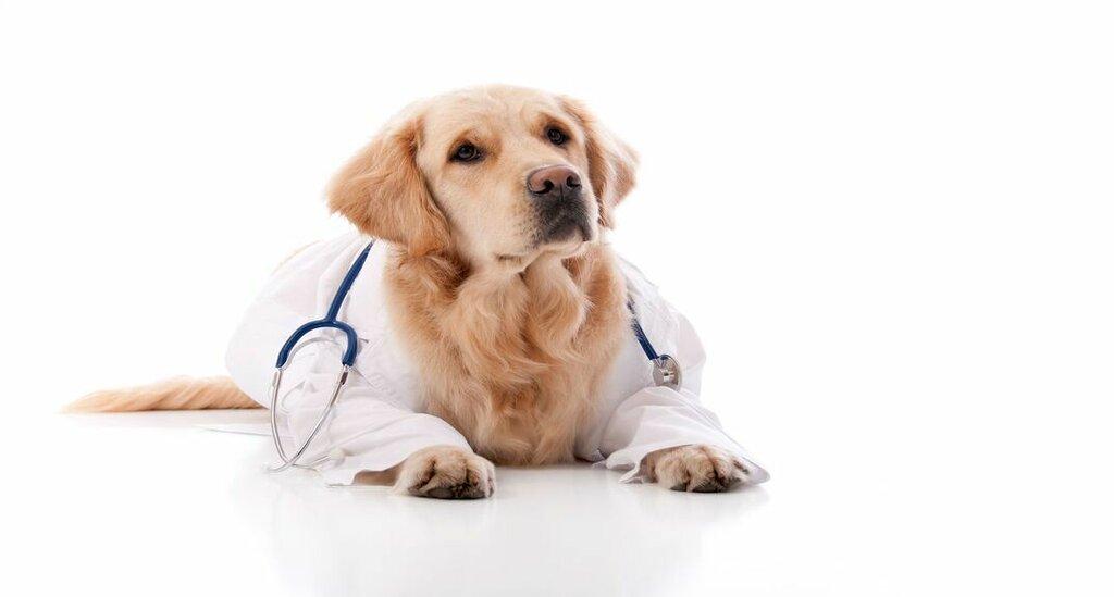 Peter Kendrick, DVM - Animal Medical Center