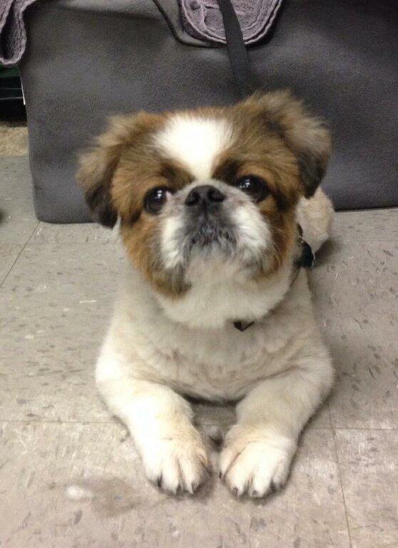 Saint Augustine Pet Grooming Salon LLC