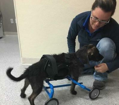 On Point Animal Wellness And Integrative Veterinary Medicine