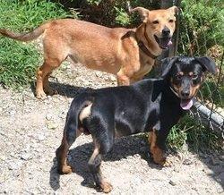 Pet Containment Systems