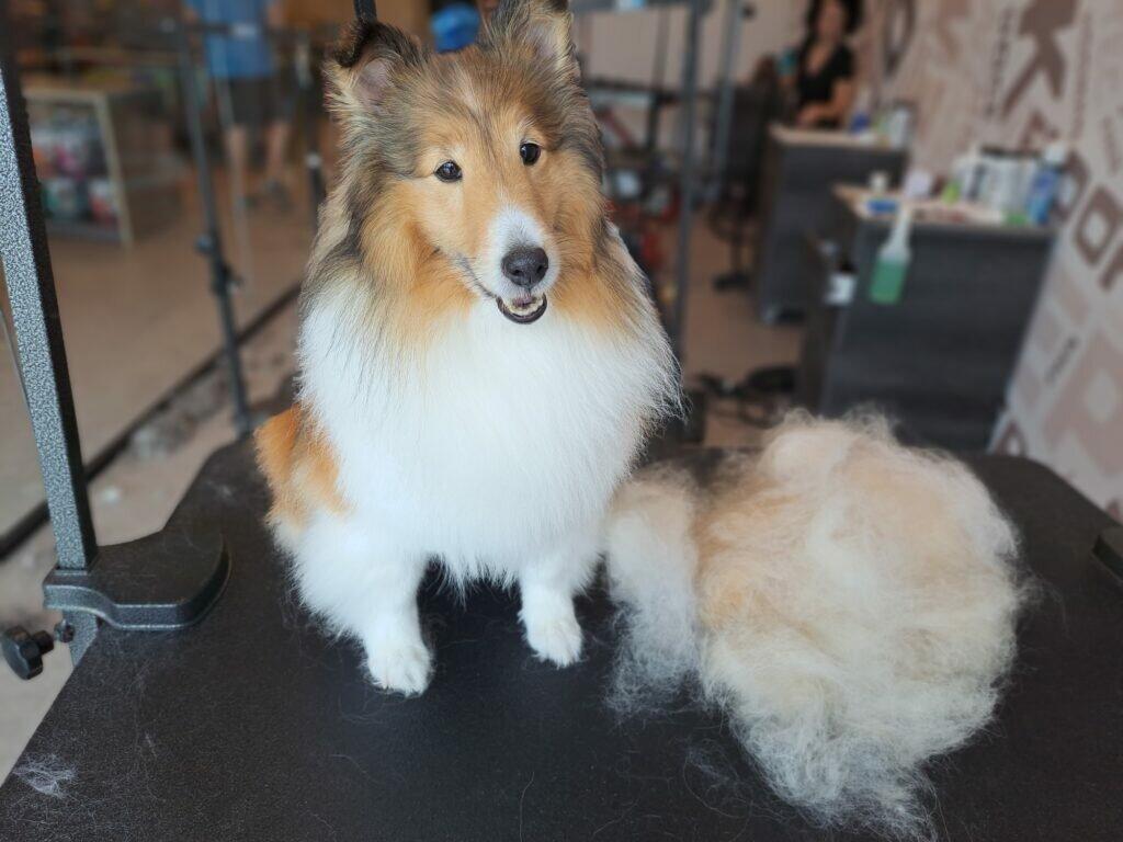 Salty Dawg Pet Salon and Bakery-Marietta