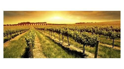 The Purple Orchid Wine Country Resort And Spa