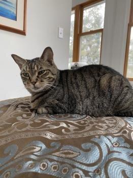 Rockville Pike Animal Hospital