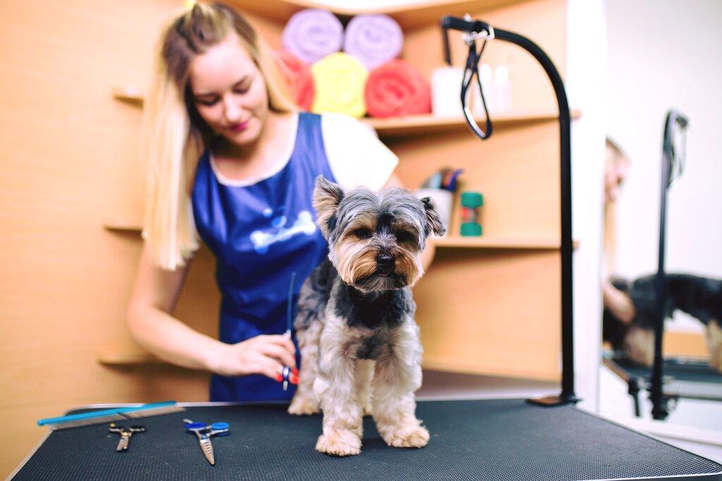 Splash & Dash Groomerie & Boutique