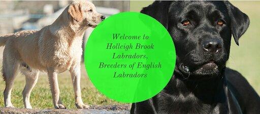 Holleigh Brook Labradors