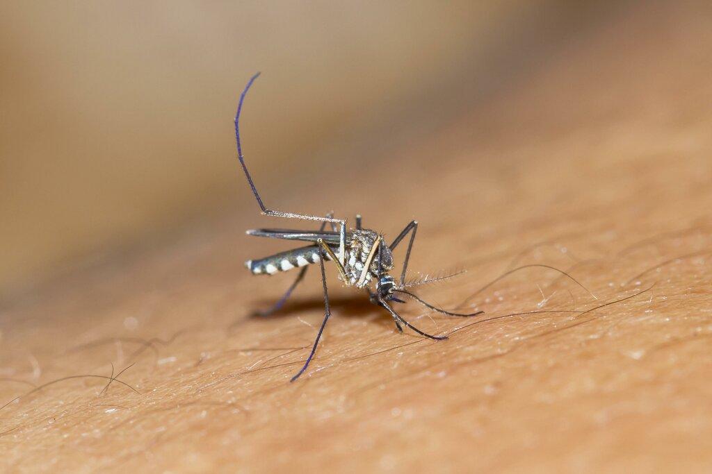 Drive-Bye Exterminators