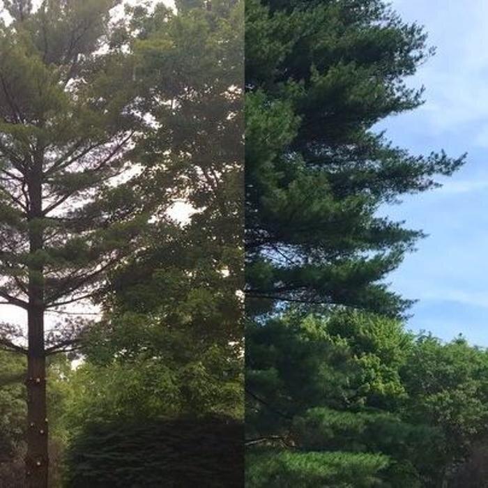 College Tree Removal, LLC