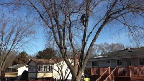 Centreville Tree Services