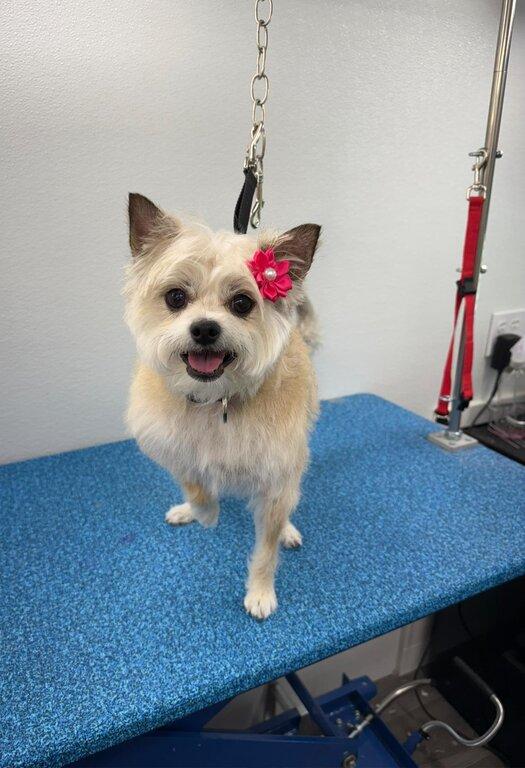 Glass Paw Mobile Spa