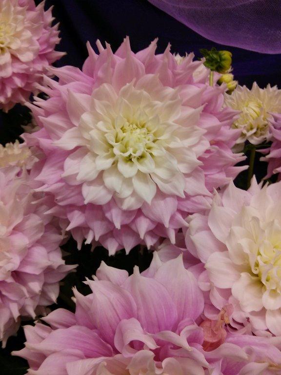 Floral Wishes and Gifts