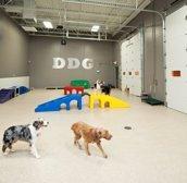 Dog Day Getaway Inc