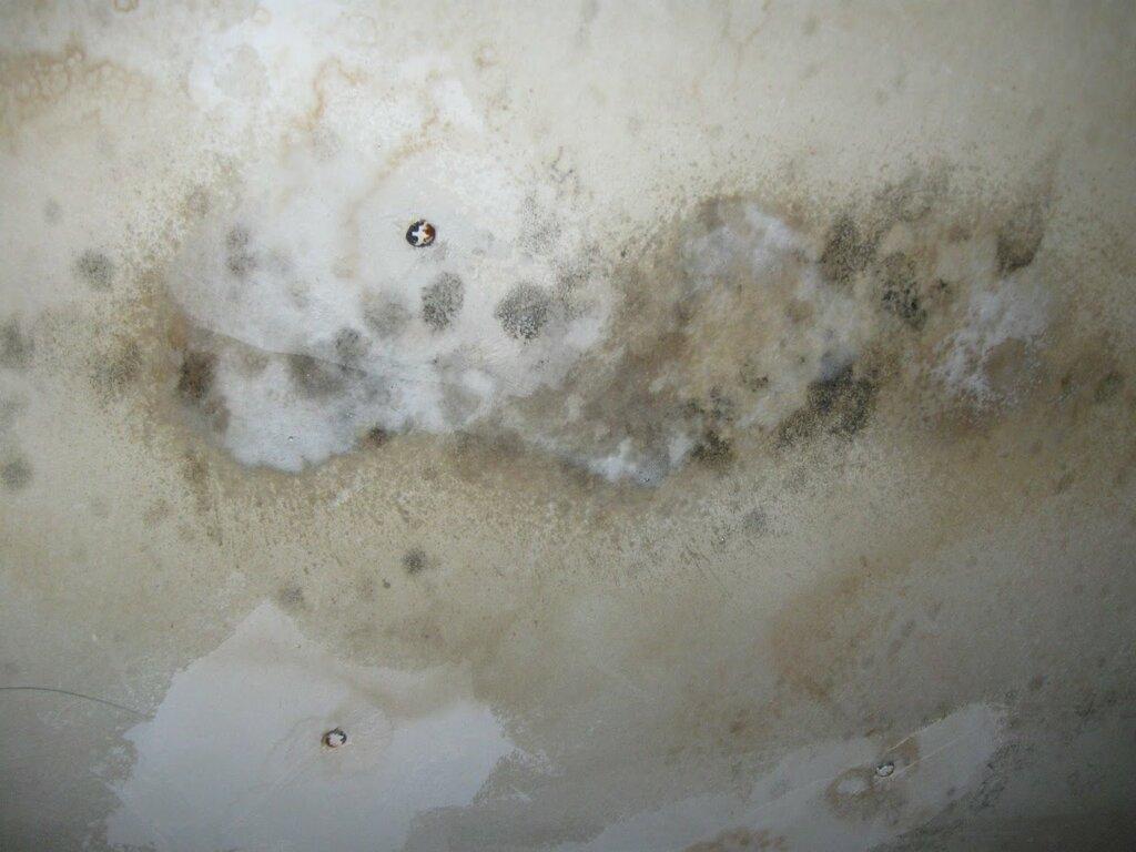 Mold Masters