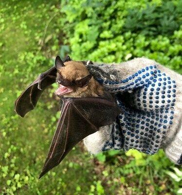 Western Mass Wildlife Removal